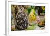 Australia. Easter Display of Decorated Chocolate Eggs and Candy-Cindy Miller Hopkins-Framed Photographic Print