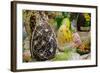 Australia. Easter Display of Decorated Chocolate Eggs and Candy-Cindy Miller Hopkins-Framed Photographic Print