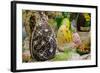 Australia. Easter Display of Decorated Chocolate Eggs and Candy-Cindy Miller Hopkins-Framed Photographic Print