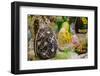 Australia. Easter Display of Decorated Chocolate Eggs and Candy-Cindy Miller Hopkins-Framed Photographic Print