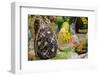 Australia. Easter Display of Decorated Chocolate Eggs and Candy-Cindy Miller Hopkins-Framed Photographic Print