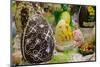 Australia. Easter Display of Decorated Chocolate Eggs and Candy-Cindy Miller Hopkins-Mounted Photographic Print