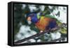 Australia, Eastern States of Australia, Close Up of Rainbow Lorikeet-Peter Skinner-Framed Stretched Canvas