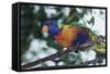 Australia, Eastern States of Australia, Close Up of Rainbow Lorikeet-Peter Skinner-Framed Stretched Canvas