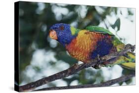 Australia, Eastern States of Australia, Close Up of Rainbow Lorikeet-Peter Skinner-Stretched Canvas