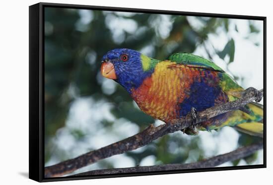 Australia, Eastern States of Australia, Close Up of Rainbow Lorikeet-Peter Skinner-Framed Stretched Canvas