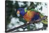 Australia, Eastern States of Australia, Close Up of Rainbow Lorikeet-Peter Skinner-Stretched Canvas