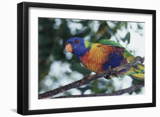 Australia, Eastern States of Australia, Close Up of Rainbow Lorikeet-Peter Skinner-Framed Photographic Print