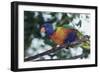 Australia, Eastern States of Australia, Close Up of Rainbow Lorikeet-Peter Skinner-Framed Photographic Print