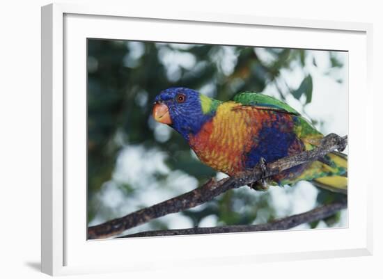 Australia, Eastern States of Australia, Close Up of Rainbow Lorikeet-Peter Skinner-Framed Photographic Print