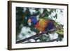 Australia, Eastern States of Australia, Close Up of Rainbow Lorikeet-Peter Skinner-Framed Photographic Print