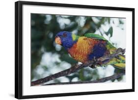 Australia, Eastern States of Australia, Close Up of Rainbow Lorikeet-Peter Skinner-Framed Photographic Print