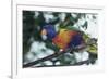 Australia, Eastern States of Australia, Close Up of Rainbow Lorikeet-Peter Skinner-Framed Photographic Print