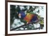 Australia, Eastern States of Australia, Close Up of Rainbow Lorikeet-Peter Skinner-Framed Photographic Print