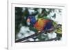 Australia, Eastern States of Australia, Close Up of Rainbow Lorikeet-Peter Skinner-Framed Photographic Print