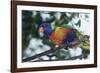 Australia, Eastern States of Australia, Close Up of Rainbow Lorikeet-Peter Skinner-Framed Photographic Print