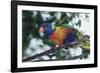 Australia, Eastern States of Australia, Close Up of Rainbow Lorikeet-Peter Skinner-Framed Photographic Print