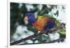 Australia, Eastern States of Australia, Close Up of Rainbow Lorikeet-Peter Skinner-Framed Photographic Print