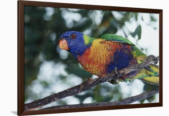 Australia, Eastern States of Australia, Close Up of Rainbow Lorikeet-Peter Skinner-Framed Photographic Print