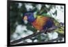 Australia, Eastern States of Australia, Close Up of Rainbow Lorikeet-Peter Skinner-Framed Photographic Print