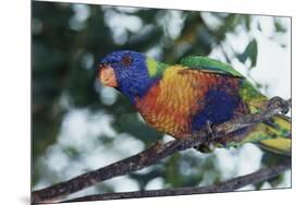 Australia, Eastern States of Australia, Close Up of Rainbow Lorikeet-Peter Skinner-Mounted Premium Photographic Print