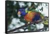 Australia, Eastern States of Australia, Close Up of Rainbow Lorikeet-Peter Skinner-Framed Stretched Canvas