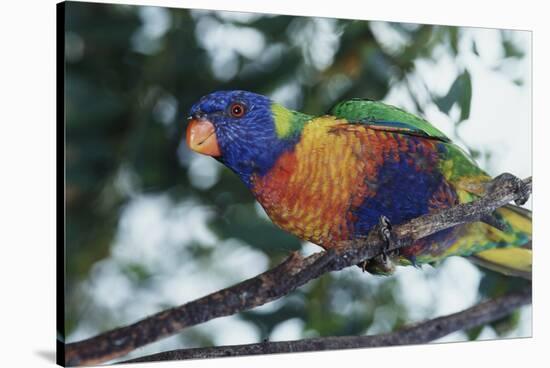 Australia, Eastern States of Australia, Close Up of Rainbow Lorikeet-Peter Skinner-Stretched Canvas