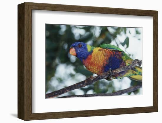 Australia, Eastern States of Australia, Close Up of Rainbow Lorikeet-Peter Skinner-Framed Photographic Print