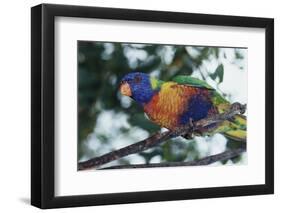 Australia, Eastern States of Australia, Close Up of Rainbow Lorikeet-Peter Skinner-Framed Photographic Print