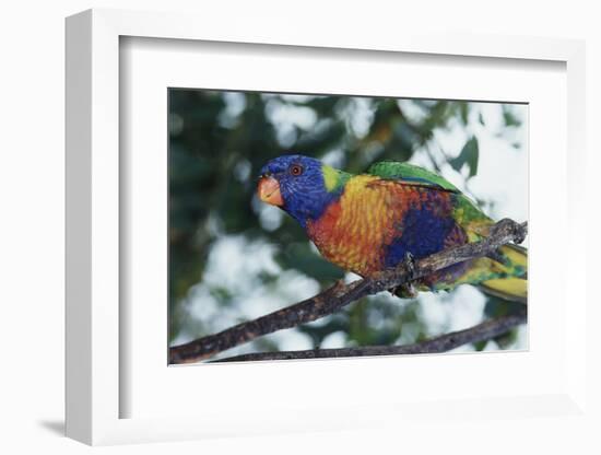 Australia, Eastern States of Australia, Close Up of Rainbow Lorikeet-Peter Skinner-Framed Photographic Print