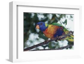 Australia, Eastern States of Australia, Close Up of Rainbow Lorikeet-Peter Skinner-Framed Photographic Print