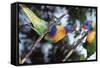 Australia, Eastern States of Australia, Close Up of Rainbow Lorikeets-Peter Skinner-Framed Stretched Canvas