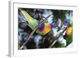 Australia, Eastern States of Australia, Close Up of Rainbow Lorikeets-Peter Skinner-Framed Photographic Print