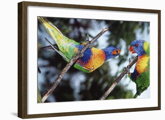 Australia, Eastern States of Australia, Close Up of Rainbow Lorikeets-Peter Skinner-Framed Photographic Print