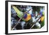 Australia, Eastern States of Australia, Close Up of Rainbow Lorikeets-Peter Skinner-Framed Photographic Print