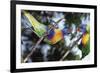 Australia, Eastern States of Australia, Close Up of Rainbow Lorikeets-Peter Skinner-Framed Photographic Print