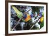 Australia, Eastern States of Australia, Close Up of Rainbow Lorikeets-Peter Skinner-Framed Photographic Print