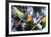 Australia, Eastern States of Australia, Close Up of Rainbow Lorikeets-Peter Skinner-Framed Photographic Print