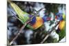 Australia, Eastern States of Australia, Close Up of Rainbow Lorikeets-Peter Skinner-Mounted Photographic Print