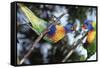 Australia, Eastern States of Australia, Close Up of Rainbow Lorikeets-Peter Skinner-Framed Stretched Canvas