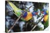 Australia, Eastern States of Australia, Close Up of Rainbow Lorikeets-Peter Skinner-Stretched Canvas