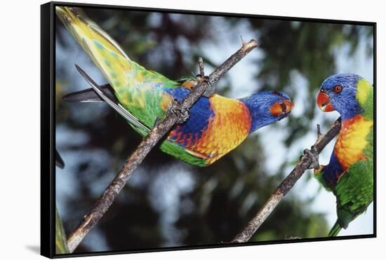 Australia, Eastern States of Australia, Close Up of Rainbow Lorikeets-Peter Skinner-Framed Stretched Canvas