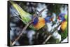 Australia, Eastern States of Australia, Close Up of Rainbow Lorikeets-Peter Skinner-Framed Stretched Canvas