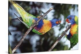 Australia, Eastern States of Australia, Close Up of Rainbow Lorikeets-Peter Skinner-Stretched Canvas