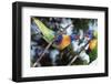 Australia, Eastern States of Australia, Close Up of Rainbow Lorikeets-Peter Skinner-Framed Photographic Print