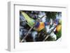 Australia, Eastern States of Australia, Close Up of Rainbow Lorikeets-Peter Skinner-Framed Photographic Print