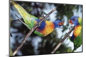 Australia, Eastern States of Australia, Close Up of Rainbow Lorikeets-Peter Skinner-Mounted Photographic Print