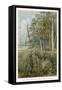 Australia : Eucalyptus Grove and Grass-Trees-null-Framed Stretched Canvas