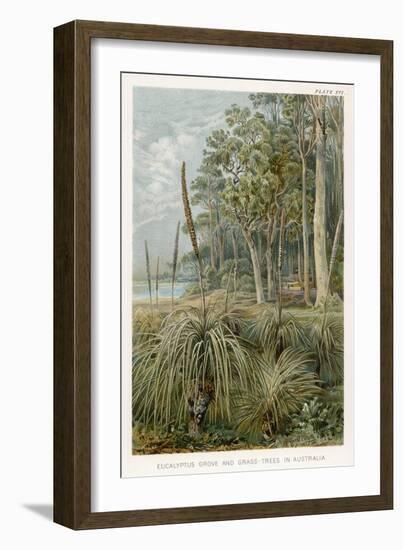 Australia : Eucalyptus Grove and Grass-Trees-null-Framed Art Print