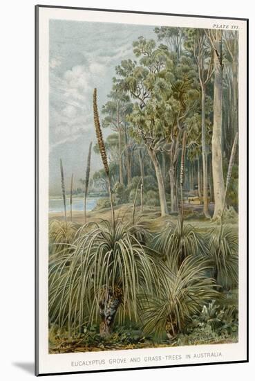 Australia : Eucalyptus Grove and Grass-Trees-null-Mounted Art Print